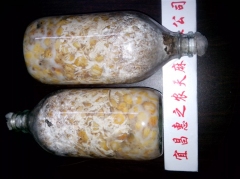 玉米蜜环菌图3