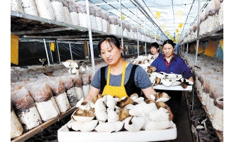 食用菌出口成为云南省特色农产品出口东盟一大亮点 ()