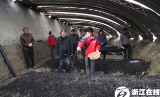 珍稀食用菌巴尔喀什菌落户新和 ()