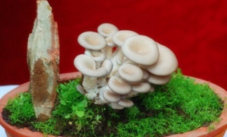 食用菌盆景走进千家万户 ()