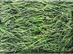 清水泊海虫草|山东海虫草|海虫草|海虫草供应商