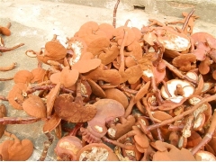 供应泰山赤灵芝图2