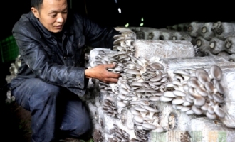 重慶返鄉(xiāng)村民食用菌種植為鄉(xiāng)親架起致富金橋 ()