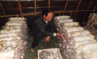 沈海龍種植食用菌成了搶手貨 ()
