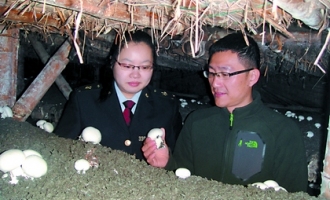 湖州108畝蘑菇種植場經(jīng)過備案審核 ()