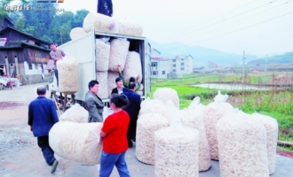錦屏縣食用菌產(chǎn)業(yè)園區(qū)紅托竹蓀備受市場青睞 ()
