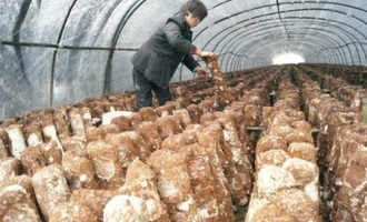 梁平縣大榮村冬閑田種植食用菌增收 ()