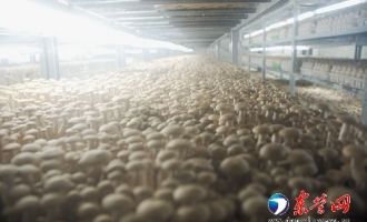 山東省唯一一家食用菌院士工作站在墾利縣隆重揭牌 ()
