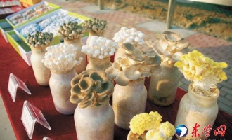 黃河口食用菌品牌叫響 種植戶收入不斷提高 ()