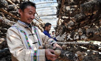 鉛山縣鄉(xiāng)畬民種植食用菌總產(chǎn)值近600萬元 ()