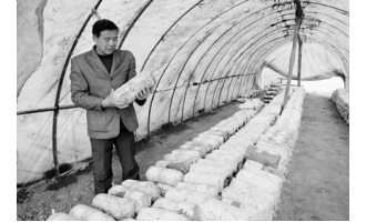 渭南市臨渭區(qū)打造食用菌基地移民增收 ()