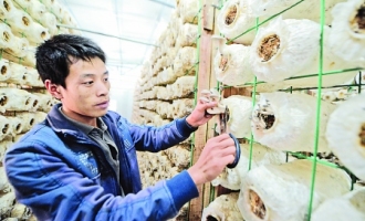 百色市永樂鄉(xiāng)食用菌供銷兩旺 ()
