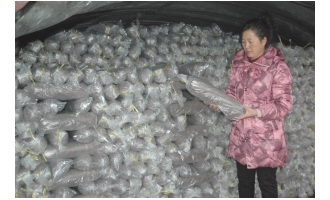 雷永軍：成立食用菌合作社帶領村民齊致富 ()