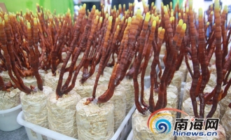 菌草鹿角靈芝亮相海南冬交會 ()