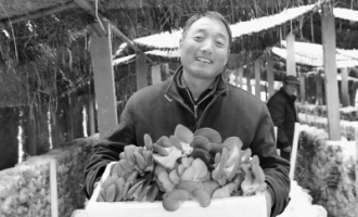 食用菌種植能手高建林年收入100多萬元 ()