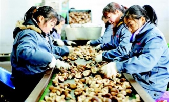 遠安縣合作社種植食用菌銷售收入1.5億元 ()