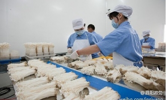泗陽縣不斷加大食用菌產(chǎn)業(yè)示范推廣 ()
