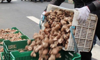 慶元菇農(nóng)銷售鮮香菇 ()
