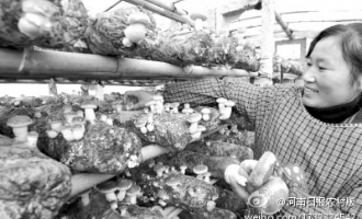 益博食用菌合作社帶領(lǐng)農(nóng)民致富 ()
