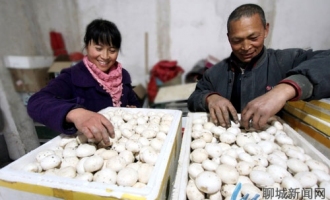 高唐縣食用菌等現(xiàn)代農(nóng)業(yè)助農(nóng)增收 ()