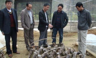 云南省供銷社許勇秘書長(zhǎng)深入大理等地調(diào)研食用菌產(chǎn)業(yè)發(fā)展工作 ()