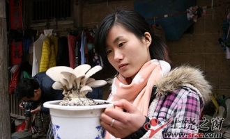 曹英美：食用菌種在花盆里 ()
