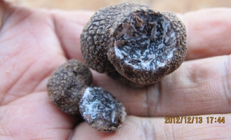 昆明植物所國(guó)產(chǎn)塊菌（松露）種植首獲成功 ()