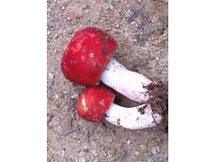 福建隘上极品红菇图1