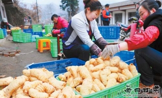 康縣陽(yáng)壩鎮(zhèn)上壩村天麻出口韓國(guó) ()