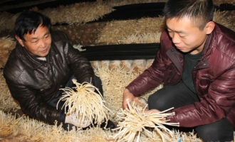 茌平縣胡屯鎮(zhèn)食用菌年產(chǎn)量達(dá)3500萬(wàn)斤 ()
