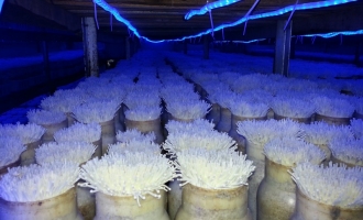 鴻益達(dá)食用菌專用LED燈市場(chǎng)反響良好 ()