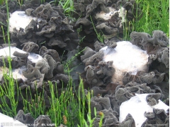 批发零售东北黑木耳35元500g图1