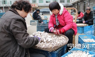 福鼎市前岐鎮(zhèn)種植蘑菇增收 ()