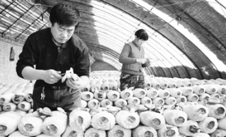 海豐食品食用菌種植帶動(dòng)3000多戶農(nóng)民就業(yè) ()