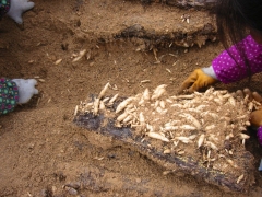 乌红杂交0代天麻种子/状元天麻/高产/杂交天麻种植技术图1