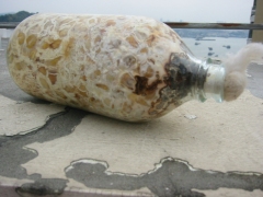 天麻密环菌玉米菌/状元天麻/玉米王/食用菌/3周长菌丝快图2