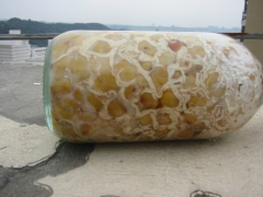 天麻密环菌玉米菌/状元天麻/玉米王/食用菌/3周长菌丝快图3