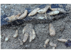 乌红杂交天麻种子1代/状元天麻种植基地免费参观宜昌天麻种子图1