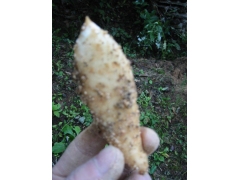 乌红杂交天麻种子1代/状元天麻种植基地免费参观宜昌天麻种子图3