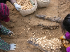天麻种植技术/状元天麻/宜昌天麻种植技术高产技巧/参观学习图3