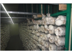 食用菌网格,生长网格,蘑菇网架图1