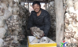兵團(tuán)職工種植平菇暢銷 ()