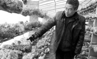 馮國(guó)棟：用蘋(píng)果樹(shù)枝條種植食用菌獲成功 ()
