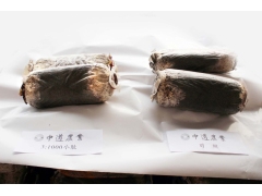 平菇菌丝 试验对照图1