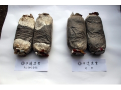 平菇菌丝 试验对照图2