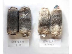 平菇菌丝 试验对照图3