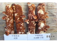 香菇菌棒 试验对照图2