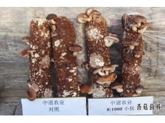 香菇菌棒 试验对照图3