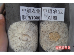 香菇菌丝 试验对照图1