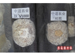 香菇菌丝 试验对照图2